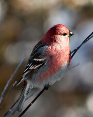 Pine Grosbeak Stock Photo.  Close-up profile view, perched  with a blur background in its environment and habitat displaying red feather plumage. Image. Picture. Portrait.