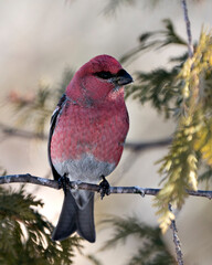 Pine Grosbeak Stock Photo. Close-up profile view, perched  on a cedar branch tree with a blur background in its environment and habitat. Image. Picture. Portrait.