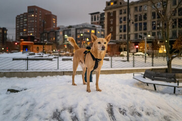 brown colored dog in a snow covered dog park standing attention