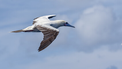 Seabird Masked, Blue-faced Booby (Sula dactylatra) flying over the ocean on the blue sky background. Seabird is hunting for flying fish jumping out of the water.