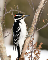 Woodpecker Stock Photos.  Close-up profile view perched on a tree branch with blur background in its environment and habitat. Image. Picture. Portrait.