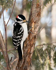 Woodpecker Stock Photos. Close-up profile view climbing tree trunk and displaying feather plumage in its environment and habitat in the forest with a blur background. Image. Picture. Portrait