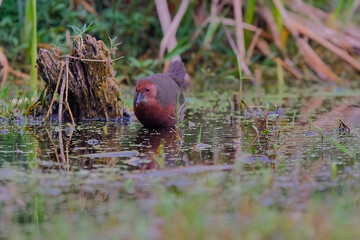 Ruddy-breasted Crake