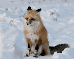 Red Fox Stock Photos.  Close-up profile view sitting in the winter season in its  habitat with blur snow background displaying bushy fox tail, white mark paws, fur. Image. Portrait. Unique Fox.