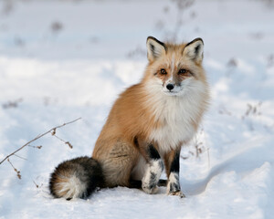 Red Fox Stock Photos.  Close-up profile view sitting in the winter season in its  habitat with blur snow background displaying bushy fox tail, white mark paws, fur. Image. Portrait. Unique Fox.