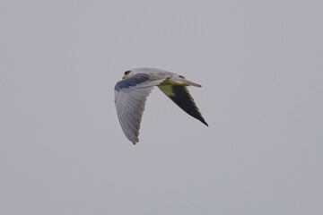 Black-Winged Kite