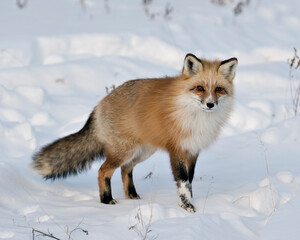 Red Fox Stock Photos. Close-up looking at camera in the winter in its environment and habitat with blur snow background displaying bushy fox tail, white mark paws, fur. Image. Portrait. Unique Fox.