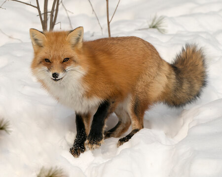 Red Fox Stock Photos. Red fox close-up profile view in the winter season in its environment and habitat with snow background displaying bushy fox tail, fur. Fox Image.