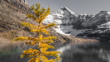 Canadian Rockies landscape of a yellow golden larch during autumn with a blurred background in black and white, lake, mountains with snow, Lake McArthur, Yoho National Park, British Columbia, Canada