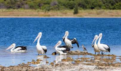Australian Pelicans at Point Peron, Rockingham, Perth, Western Australia
