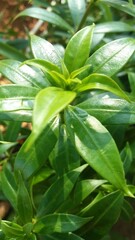leaves