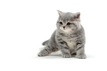 a striped purebred kitten sits on a white background