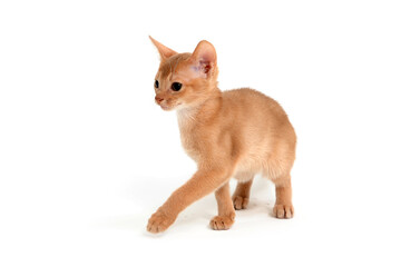 Abyssinian ginger cat on a white background