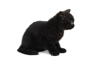 Black fluffy little kitten sitting on a white background