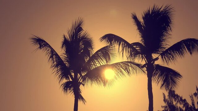 Sunset with palm trees. Travel destination. Summer vacation
