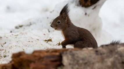 eichhörnchen, tier, säugetier, natur, wild lebende tiere, nager, wild