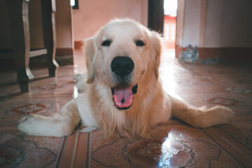 Funny Golden Retriever dog laying down stretched out