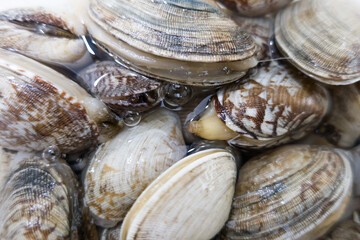 Pile of raw Manila clams in water.