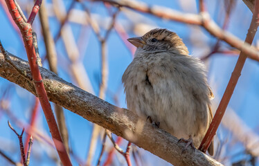 bird, natur, wild lebende tiere, robin, tier, wild, spatz, bird, gering