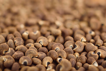 Ambrette Seed Background (Abelmoschus Moschatus).
