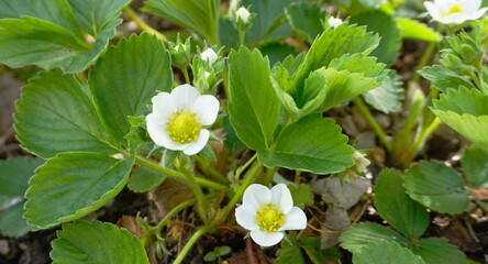 White strawberry flowers with green leaves in the morning sun on soil background.