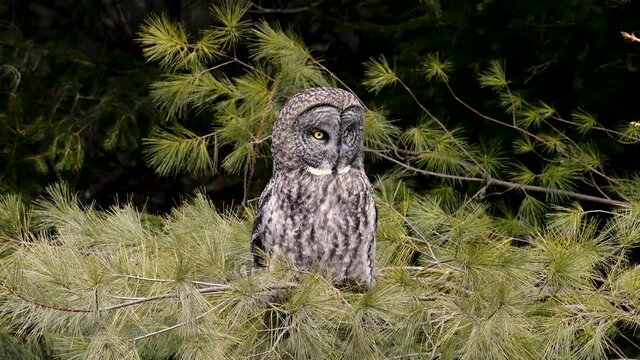Great Gray Owl Video Clip in 4k