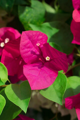 Close up view of bougainvillea red flower.
