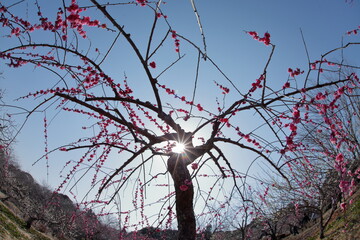 Weeping plum tree