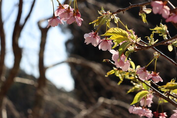 blossom in spring