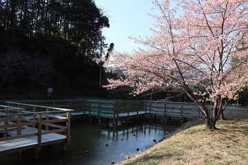 lake in the park, spring 2021