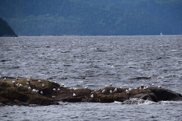 Fototapeta premium Coast and landscape of Newfoundland