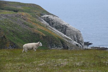 Coast and landscape of Newfoundland