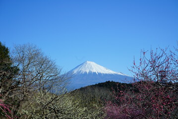 The plum blossoms are in full bloom now. 