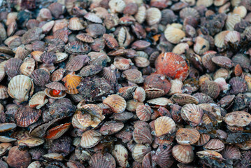 Scallops shells drying up