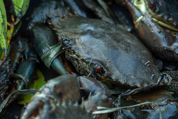 Fresh harvest of sea foods