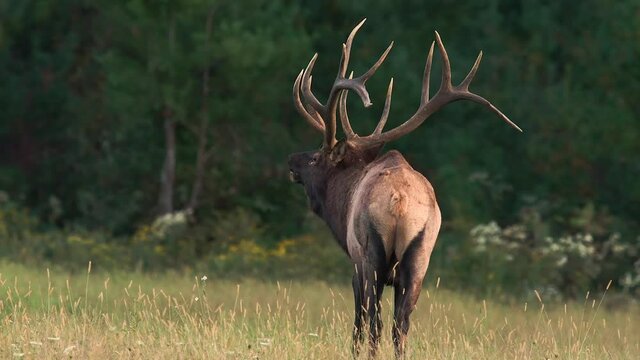 Bull Elk Video Clip in Autumn