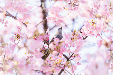 河津桜と鵯