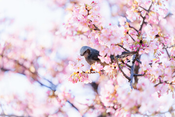 河津桜と鵯