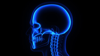 3d Illustration of a male human head and skull in X-ray