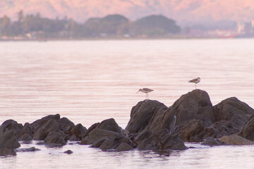 two birds were on the rock at beach side, Dili Timor Leste