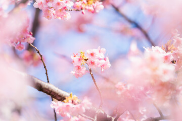 河津桜