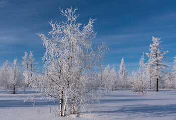 snow covered trees
