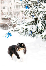 Sheltie puppy dog walks outside in winter, white snow and rocks, sunlight, communication with a pet