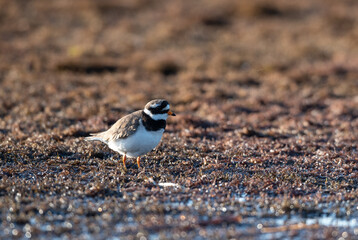 plover on the swamp