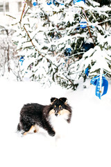 Sheltie puppy dog walks outside in winter, white snow and rocks, sunlight, communication with a pet