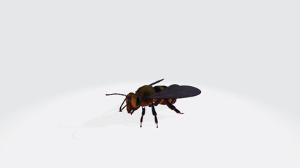 bee 
