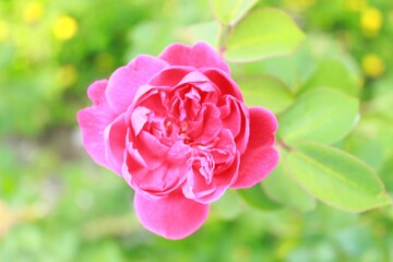 beautiful pink rose