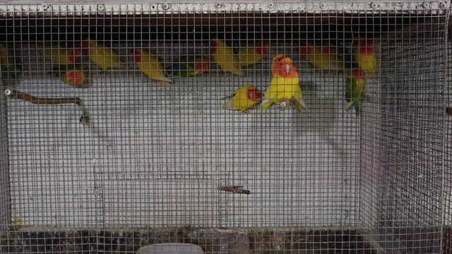 Parrot cage, Fisher's lovebirds. Fischer's Lovebird (Agapornis fischeri)