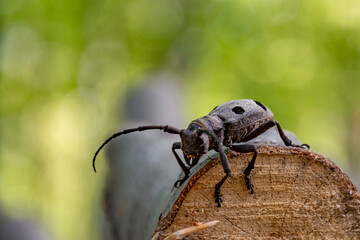 Close up on a black beetle in the wood