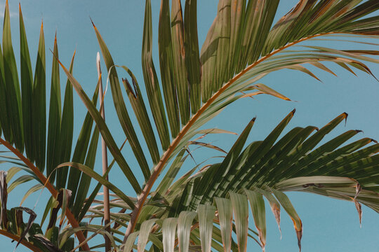 Palm tree leaves against turquoise teal sky. Creative colorful minimalism. Copy space for text